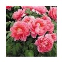 แม่น้องทาน