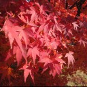 อุดมสุข