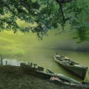 ดอกฝิ่นสีชมพู