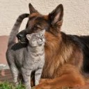 ยีราฟฝั่งธน