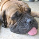 อยู่ อย่าง แมว