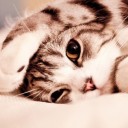 สมาชิกหมายเลข 700932