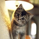 ผักบุ้งโหลงเหลง