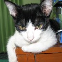 แมงคิ้ว