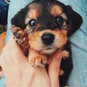 เจ้าหมาน้อยงับงับ