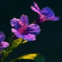 ขมิ้นขาว