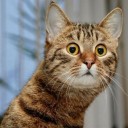 สมาชิกหมายเลข 1451713