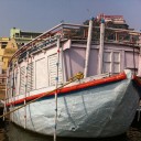 ปลากระดี่หนีเที่ยว