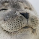 the shadow of your smile