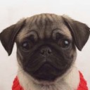 เจ้าจอมแมวเหมียว