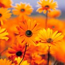 สมาชิกหมายเลข 3000745