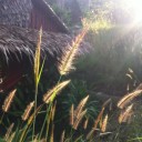 น่วมน่วม