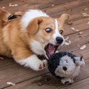 สมาชิกหมายเลข 2377493