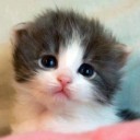 หมา เอ๋ ไม่ใช่นิ นี่มันแมว