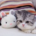 สมาชิกหมายเลข 1782460