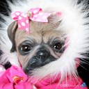 สมาชิกหมายเลข 1046528