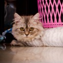 แมวที่นู่มฟูของคุณ