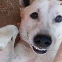 สมาชิกหมายเลข 2286203