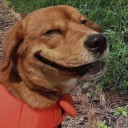 สมาชิกหมายเลข 1854747