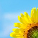 ใครคือดวงตะวันของเธอ