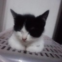 สมบัติเป็นแมวส้ม