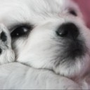 สาวน้อยไวโอเล็ต