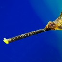 สมาชิกหมายเลข 1872846