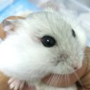 หนมถ้วยจอมป่วน