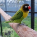 บันนี่ซิสเตอร์