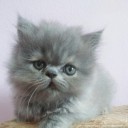 สมาชิกหมายเลข 1543470