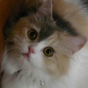 มามี๊หนูกริ๊ง