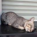 ถ้วยกาแฟกับช้อนชา