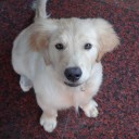 น้องหมีรักพี่กระต่าย