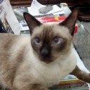 คุณแมวขาว