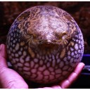 สามบั้ง