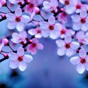 สมาชิกหมายเลข 2673104