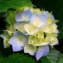 ที่บ้านมีภูเขา