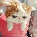 ดอกหญ้าสีชมพู