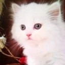 สมาชิกหมายเลข 2291005