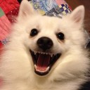 สมาชิกหมายเลข 1017377