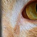 แมวสิบชีวิต