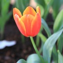 ถึงจะเล็กแต่เผ็ดจี๊ด