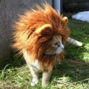 เรียกผมว่าแมวโพรง