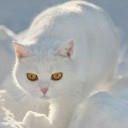 สมาชิกหมายเลข 1050453