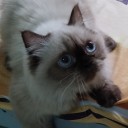 สมาชิกหมายเลข 1410547