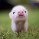 สมาชิกหมายเลข 2291360