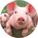 สมาชิกหมายเลข 795454