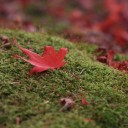 จากลำปาง