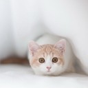 ตัวน้อยตากลม