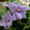 แวะผ่านมา